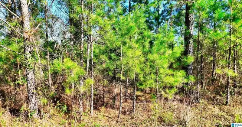 0 FORD HILL ROAD, ASHVILLE, St Clair, Alabama, 35953, 1357481, ,Acreage,For Sale,FORD HILL ROAD,1357481