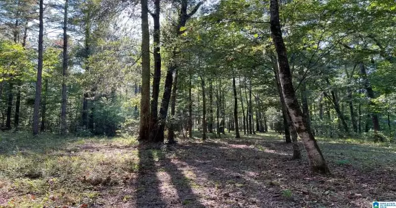 25 AC COUNTY ROAD 225, MINTER, Dallas, Alabama, 36761, 21366977, ,Lots,For Sale,COUNTY ROAD 225,21366977