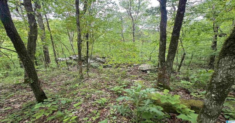TIMBER TRAIL, WARRIOR, Blount, Alabama, 21383959, ,Acreage,For Sale,TIMBER TRAIL,21383959